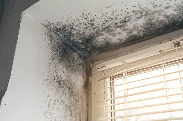 Affordable Mold Remediation solutions in Lawrence Township, NJ